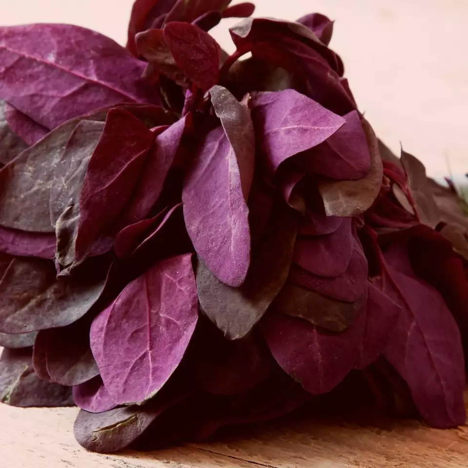 KingStore 90 Orach Red Fire French Mountain Spinach Planting Seeds - £7.26 GBP