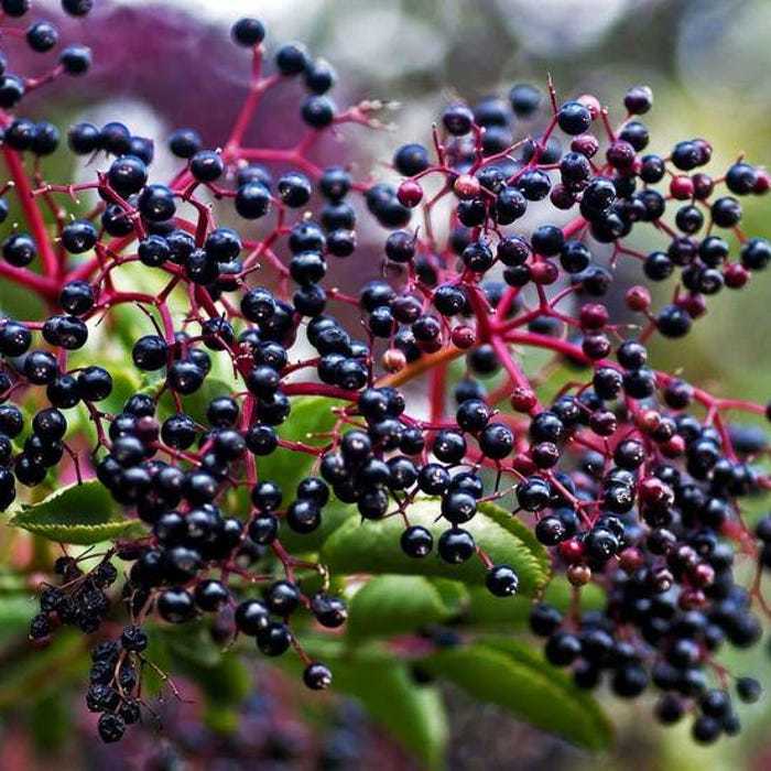 Sambucus Canadensis Elderberry 3 Bareroot USA Gardening Fast Shipping - $49.96