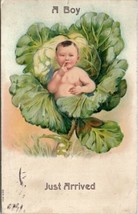 Boy in Cabbage Just Arrived 1908 Spring Valley IL to Lafayette CO Postcard W6 - £7.95 GBP