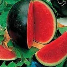 Sugar Baby Watermelon - Organic, Heirloom Seeds. The Most Popular Small ... - $8.98