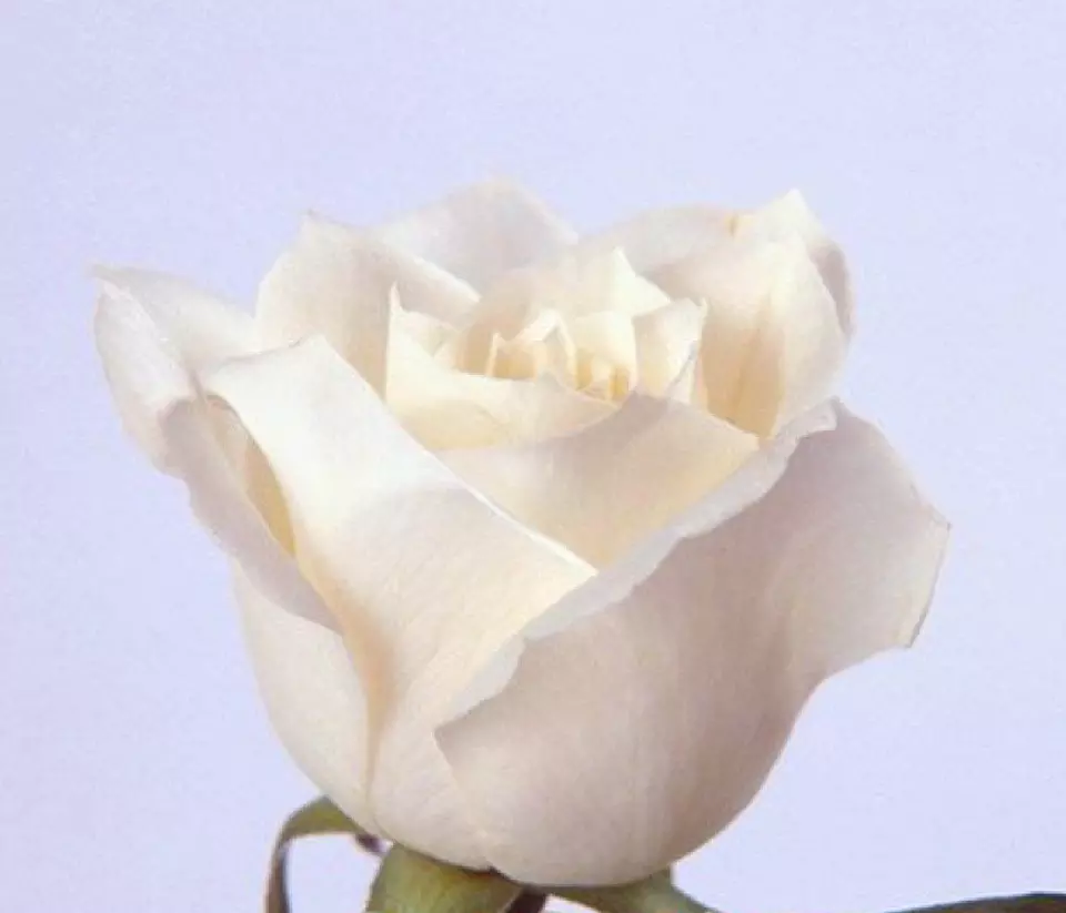 20 SEEDS for CLASSIC PURE WHITE Rose hybrid flower - $13.67