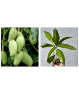 12”-24” Mango Gir Kesar (mangifera) live Tropical Fruit Tree  - £43.17 GBP