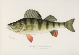 Item image 15