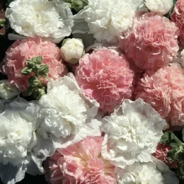 New Fresh 25 Pink White Hollyhock Seeds Flower Seed Flowers - £10.70 GBP