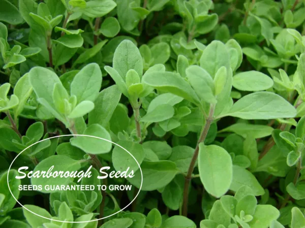 Scarborough Seeds Thai Holy Basil Kapoor Tulsi 400 Seeds Organic Herb - £6.93 GBP