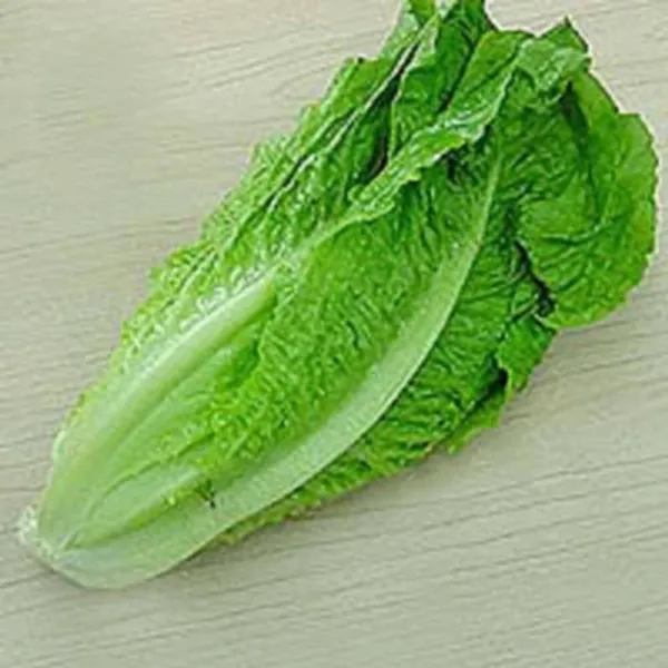 Top Seller 3000 Parris Island Romaine Lettuce Lactuca Sativa Vegetable S... - £11.48 GBP