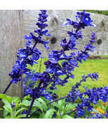 Salvia Black &amp; Blue 50 Seeds Heat Tolerant Tender Perennial Organic - £7.85 GBP