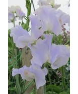 50+ Cilla Fresh Sweet Pea Seeds for Garden Planting  - €4,23 EUR