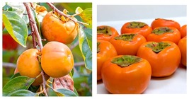 30 pcs/ Bag Exotic Persimmon Fruit Tree Juicy Seed International Ship - £17.51 GBP