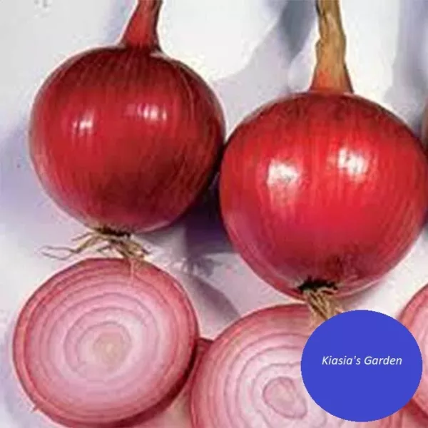 250 Onion Seeds Southport Red Globe Non Gmo Red Onion Fresh Garden - $16.50