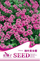 Pink Seeds Verbena Herb Flower Seeds Pack 50 Seeds Verbena A242 Garden Beautiful - $11.71