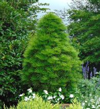 Japanese Umbrella Pine Sciadopitys verticillata 10 Seeds - €9,27 EUR