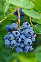 200 Highbush Blueberry Seeds Fresh Garden - $12.48