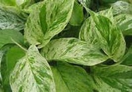 Green &amp; White Marbled Pothos Starter Plant - £4.22 GBP