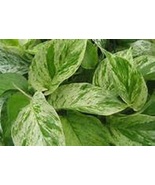 Green & White Marbled Pothos Starter Plant - $5.29