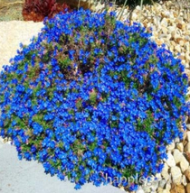 500 pcs Creeping Thyme Bonsai or Blue Rock CRESS Plant Perennial Ground Cover Fl - $8.49