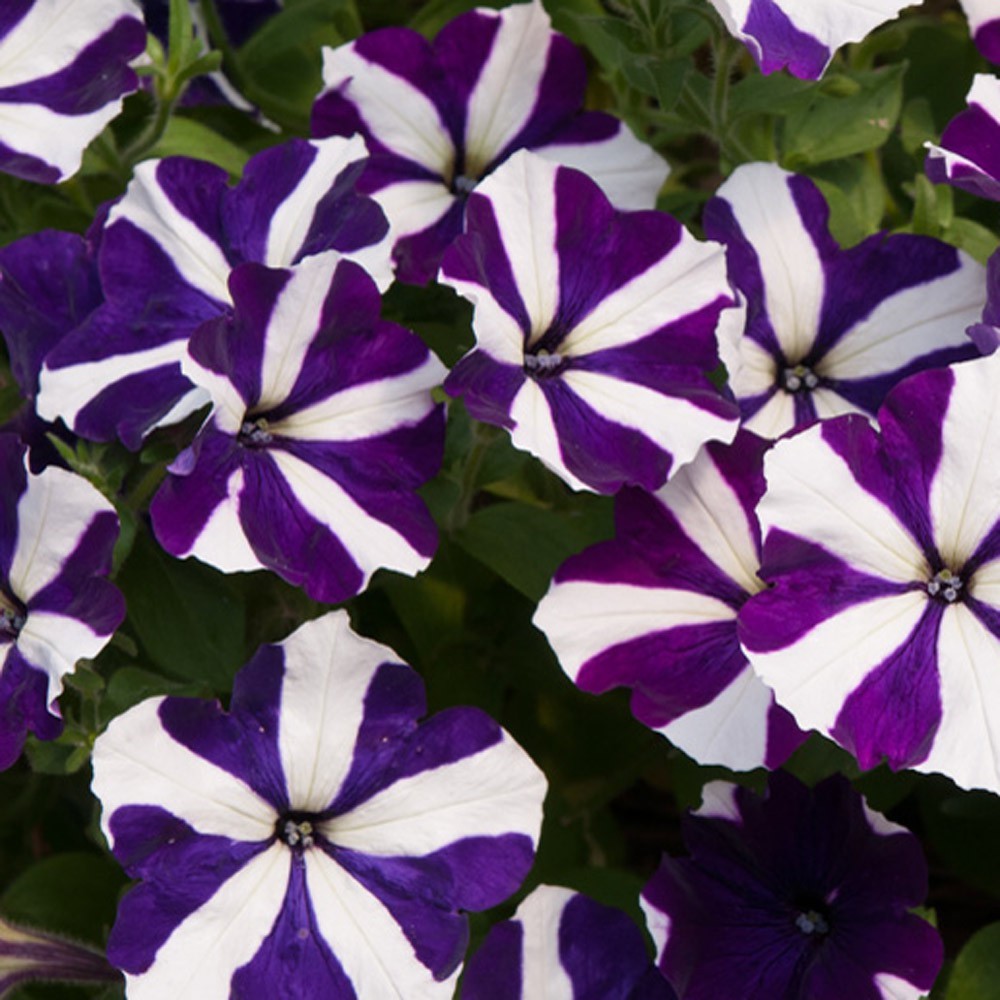 Primary image for 100 Pelleted Seeds Petunia Seeds Ultra Blue Star Flower Seeds - Outdoor Living