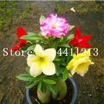 US Seller 1Pc Desert Rose Seeds Colorful New Fresh Seeds - $11.34