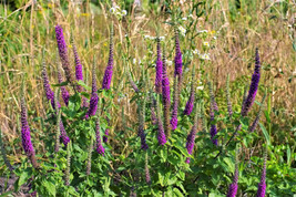 Septh 100 Purple Tails Wood Sage Teucrium Hyrcanicum Germander Herb Purple Flowe - $6.00