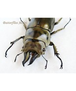 Golden Devil Allotopus Rosenbergi Real Stag Beetle Framed Entomology Sha... - $163.00 CAD
