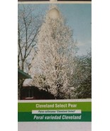 Cleveland Select Flowering Pear Tree Home Garden Plants Landscape Trees ... - $96.95