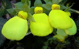 25 Seeds Calceolaria Dainty Yellow Flower Perennial Long Lasting Heirloom Seeds - £6.44 GBP