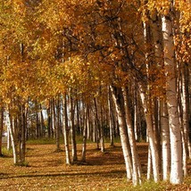 25 White Birch Seeds Tree With White Bark Garden - £9.35 GBP