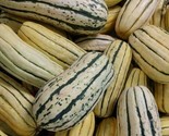 Delicata Squash Seeds 15 Winter Squash Vegetables Garden Healthy Fast Sh... - $8.99