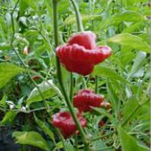 Pa 353 Red Hot Peppers  10 Seeds  Garden Beautiful USA SELLER - £4.32 GBP