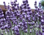 1000 Vera Lavender Herb Seeds Vera English Relaxation And Relieve Stress... - $8.99