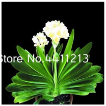 100  pcs Clivia Miniata Plant Gorgeous Bonsai Rare Bush Lily Flower Bonsai DIY H - £44.34 GBP