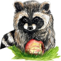 Raccoon with Apple Decal/Sticker Auto Tailgate Hood Phone Laptop - $6.95+
