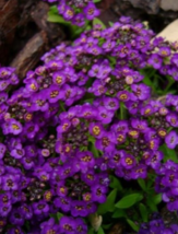 60 Pc Seeds Violet Queen Fragrant Alyssum Flower, Alyssum Seeds for Plan... - £11.49 GBP