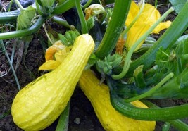 LWSTORE 15 Ct Yellow Crookneck Squash 15 Seeds Non Gmo USPS Shipping - £6.50 GBP