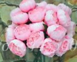 25pc PEONY SEEDS Garden Plant Flower blossom exotic (Light Pink) - £12.52 GBP