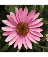 50 Prairie Splender Coneflower Seeds Echinacea Flower Perennial Flowers ... - $17.19 CAD