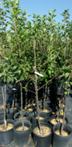 HOOD PEAR 4-6 FT Tree New Plant Healthy Sweet Fruit Trees Pears Plants Zone 8-10 - £77.48 GBP