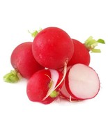 Radish big size seeds- code 846 - $91.84 MXN Radish big size seeds- code 846 - $91.84 MXN