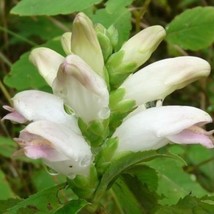 50 White Turtle Head Chelone Glabra Shade-Loving Perennial Flower Seeds Gardenin - $10.00