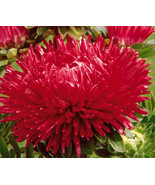 20 SEEDS ASTER GREMLIN RED DOUBLE RAPID SPROUT HEIRLOOM SEEDS EASY GARDE... - $29.98