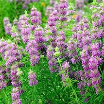 US Seller Lemon Bergamot Lemon Bee Balm Seeds Monarda Citriodora 300 Seeds Fast  - $22.95