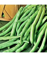 Black Valentine Dry Bush Beans Dual Purpose Vegetable Fresh Gardening - $21.81 CAD