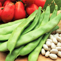 Roma Ii Romano Bean Italian Roma 2 Bush Beans Green Fresh Garden USA SELLER - $9.90