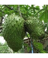 Fresh Dichondra 35Pcs Giant Soursop Tropical Fruit Seeds 35 - £37.54 GBP