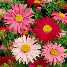 100 Mixed Colors Robinsons Painted Daisy Chrysanthemum Pink Red Rose Seeds - £6.54 GBP