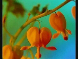 Orange Dicentra spectabilis, 100 Seeds - £17.43 GBP