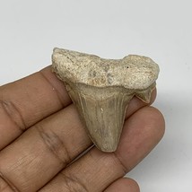 14.4g, 1.6&quot;X 1.5&quot;x 0.5&quot; Natural Fossils Fish Shark Tooth @Morocco, B12621 - £4.06 GBP