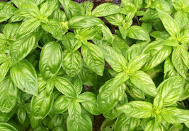 HS Genovese Italian Basil 300 Seeds Fresh For 2024 Gardens - £1.76 GBP