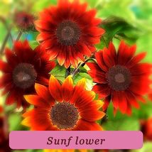 6021 sunflower pop thumb200