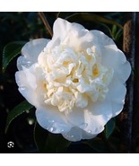 Fifth Avenue Camellia Japonica Live STARTER Plant - $48.99